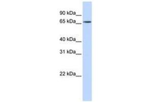 Image no. 1 for anti-Heterogeneous Nuclear Ribonucleoprotein R (HNRNPR) (N-Term) antibody (ABIN6740684) (HNRNPR antibody  (N-Term))
