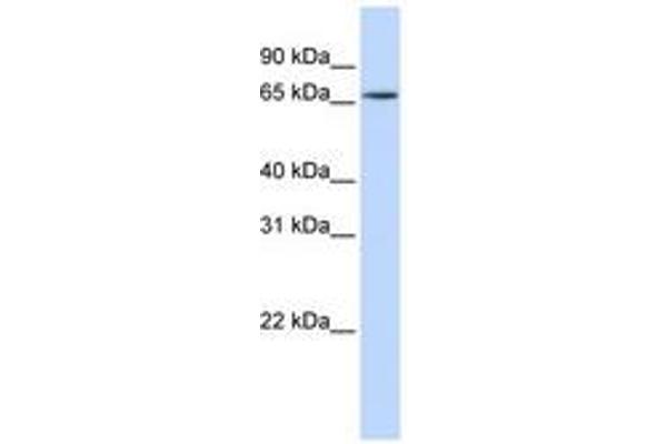 HNRNPR antibody  (N-Term)