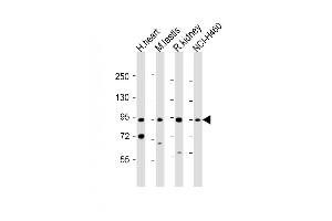 PDE1C antibody  (AA 375-409)