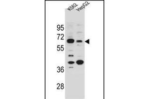 NHEDC1 Antibody (N-term) (ABIN655133 and ABIN2844760) western blot analysis in K562 and HepG2 cell line lysates (35 μg/lane). (NHEDC1 antibody  (N-Term))