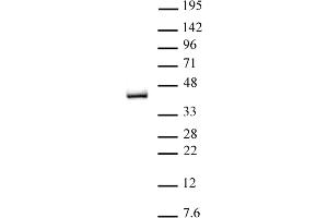 IRF-2 antibody (pAb) tested by Western blot. (IRF2 antibody  (C-Term))