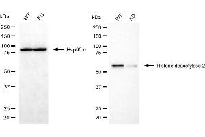 Western blotting analysis using histone deacetylase 2 antibody (ABIN7798930).