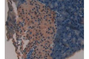 DAB staining on IHC-P; Samples: Mouse Pancreas Tissue (NDUFAB1 antibody  (AA 3-129))