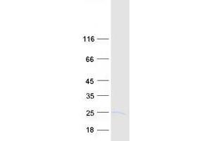 Western Blotting (WB) image for Interferon Stimulated Exonuclease Gene 20kDa (ISG20) protein (Myc-DYKDDDDK Tag) (ABIN2723823)