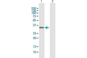 Western Blot analysis of STX11 expression in transfected 293T cell line by STX11 MaxPab polyclonal antibody. (Syntaxin 11 antibody  (AA 1-287))