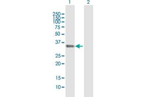 Syntaxin 11 antibody  (AA 1-287)