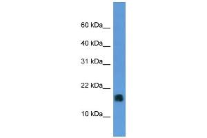 Western Blotting (WB) image for anti-Microsomal Glutathione S-Transferase 1 (MGST1) (N-Term) antibody (ABIN786135) (MGST1 antibody  (N-Term))