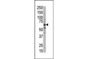 Western blot analysis of anti-DYRKB Pab (ABIN391774 and ABIN2841635) in mouse kidney tissue lysate. (DYRK1B antibody  (C-Term))