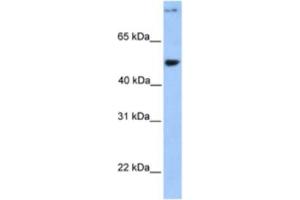 Western Blotting (WB) image for anti-Coiled-Coil Domain Containing 50 (CCDC50) antibody (ABIN2463552) (CCDC50 antibody)