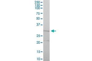 CYC1 MaxPab polyclonal antibody. (Cytochrome C1 antibody  (AA 1-325))