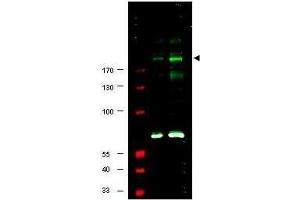 Western blot using  Affinity Purified anti-IRS1 pS307 antibody shows detection of a band at ~180 kDa believed to represent phosphorylated IRS1 (arrowhead). (IRS1 antibody  (pSer307))