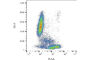 Surface staining of CD81 in human peripheral blood with anti-CD81 (M38) FITC. (CD81 antibody  (FITC))