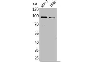 Western Blot analysis of MCF7 L929 cells using CD100 Polyclonal Antibody (SEMA4D/CD100 antibody  (N-Term))
