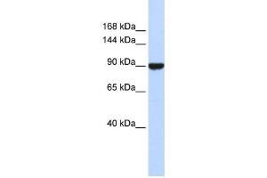 Western Blotting (WB) image for anti-Advillin (AVIL) antibody (ABIN2458338)