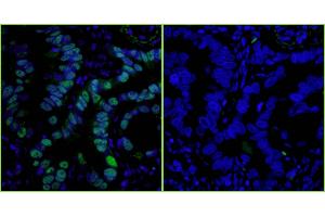 Immunofluorescence (IF) image for Sheep anti-Rabbit IgG (Heavy & Light Chain) antibody (DyLight 488) (ABIN7447167)