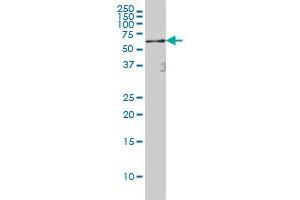 RELA monoclonal antibody (M01), clone 8G3 Western Blot analysis of RELA expression in Hela S3 NE . (NF-kB p65 antibody  (AA 432-505))