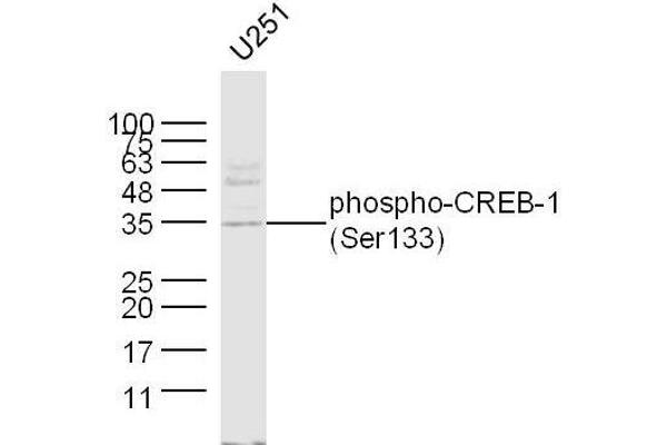 CREB1 antibody  (pSer133)