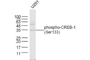 U251 lysates probed with CREB-1(Ser133) Polyclonal Antibody, unconjugated  at 1:300 overnight at 4°C followed by a conjugated secondary antibody at 1:10000 for 60 minutes at 37°C. (CREB1 antibody  (pSer133))