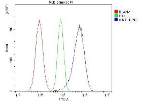 anti-Histidine Triad Nucleotide Binding Protein 1 (HINT1) (AA 59-92), (Middle Region) antibody