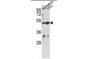 Western blot analysis of CEP55 Antibody (N-term) in MDA-MB231, T47D cell line lysates (35ug/lane).