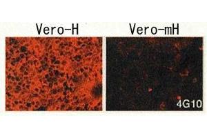 Immunofluorescence (IF) image for anti-Heparin-Binding EGF-Like Growth Factor (HBEGF) (EGF Like Domain) antibody (Biotin) (ABIN2451994)