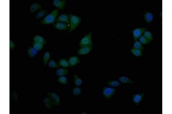SIM1 antibody  (AA 347-434)