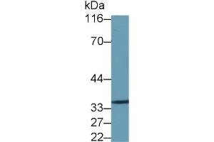 Detection of ANXA5 in Caprine Lung lysate using Polyclonal Antibody to Annexin V (ANXA5) (Annexin V antibody  (AA 1-320))