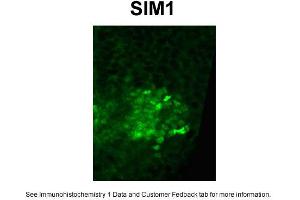 Mouse embryonic spinal cord- embryonic day 15 (SIM1 antibody  (Middle Region))