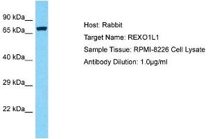 Host: Rabbit Target Name: REXO1L1 Sample Type: RPMI-8226 Whole Cell lysates Antibody Dilution: 1. (REXO1L1 antibody  (Middle Region))