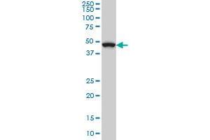 MAP2K7 monoclonal antibody (M02), clone 4D2 Western Blot analysis of MAP2K7 expression in Hela S3 NE . (MAP2K7 antibody  (AA 1-99))