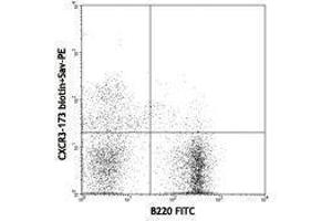 Flow Cytometry (FACS) image for anti-Chemokine (C-X-C Motif) Receptor 3 (CXCR3) antibody (Biotin) (ABIN2660967) (CXCR3 antibody  (Biotin))