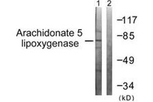 Western blot analysis of extracts from HuvEc cells, using Arachidonate 5 Lipoxygenase (Ab-271) Antibody.