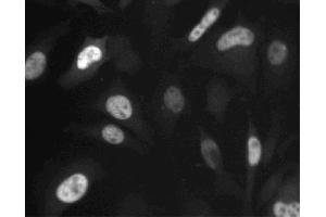 Immunofluorescent staining of HeLa (ATCC CCL-2) cells. (Cyclin A antibody  (AA 26-144))