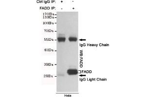Immunoprecipitation analysis of Hela cell lysates using FADD mouse mAb. (FADD antibody)