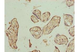 Immunohistochemistry of paraffin-embedded human placenta tissue using ABIN7163440 at dilution of 1:100 (PLCXD1 antibody  (AA 1-323))