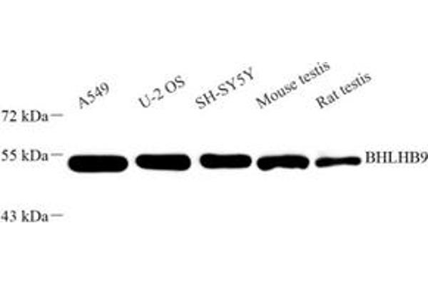 BHLHB9 antibody