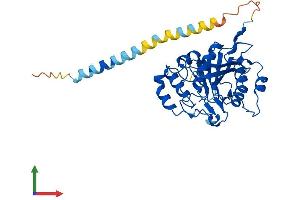 Protein Structure (PS) image for UDP-Gal:betaGlcNAc beta 1,4- Galactosyltransferase, Polypeptide 4 (B4GALT4) (AA 1-344) protein (His tag) (ABIN7552550)