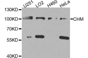 Western blot analysis of extracts of various cell lines, using CHM antibody (ABIN5974558) at 1/1000 dilution. (CHM antibody)