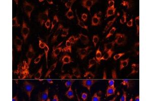 Immunofluorescence analysis of C6 cells using MCTS1 Polyclonal Antibody at dilution of 1:100 (40x lens). (MCTS1 antibody)