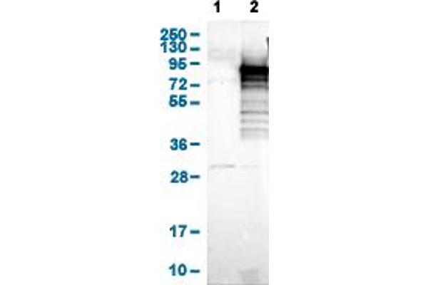 Adenylate Kinase 5 抗体  (AA 318-398)