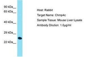 Image no. 1 for anti-Charged Multivesicular Body Protein 4C (CHMP4C) (AA 146-195) antibody (ABIN6750528) (CHMP4C antibody  (AA 146-195))