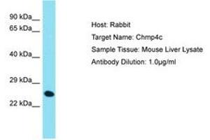 CHMP4C antibody  (AA 146-195)