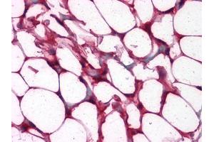 Immunohistochemical analysis of paraffin-embedded human Colon, Adipocytes tissues using anti-ETS1 mouse mAb (ETS1 antibody)