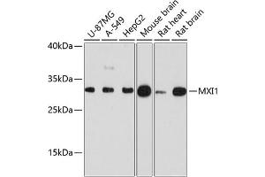 Western blot analysis of extracts of various cell lines, using MXI1 antibody (ABIN6128218, ABIN6144206, ABIN6144208 and ABIN6215672) at 1:3000 dilution. (MXI1 antibody  (AA 170-295))