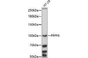 Western blot analysis of extracts of HT-29 cells, using PRPF6 antibody (ABIN7269736) at 1:1000 dilution. (PRP6/ANT-1 antibody  (AA 592-941))