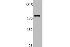 Western Blot analysis of various cells using ALMS1 Polyclonal Antibody (ALMS1 antibody  (Internal Region))