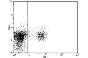 Image no. 1 for anti-CD274 (PD-L1) antibody (PE) (ABIN475273) (PD-L1 antibody  (PE))