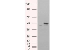 HEK293 overexpressing FLOT1(RC200231) and probed with ABIN184756 (mock transfection in first lane), tested by Origene. (Flotillin 1 antibody  (C-Term))