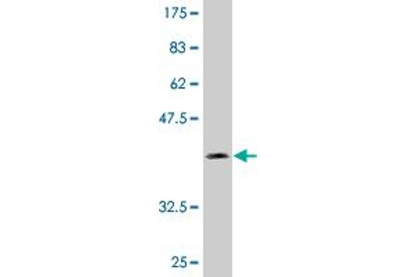 UBE2O antibody  (AA 361-470)