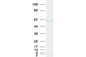 Western Blotting (WB) image for Splicing Factor 3a, Subunit 3, 60kDa (SF3A3) protein (Myc-DYKDDDDK Tag) (ABIN2731898)